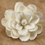 sola flowers 06